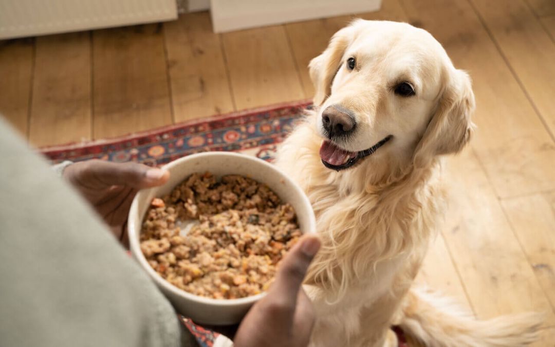 Alimentation pour chien viande crue ou cuite